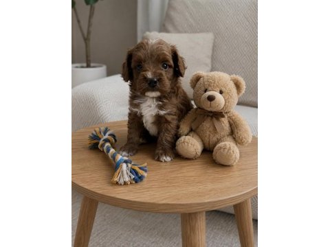 Harika poodle yakışıklılar