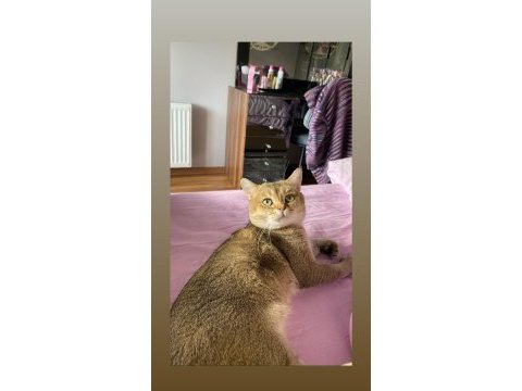 3 yaşında erkek british shorthair golden