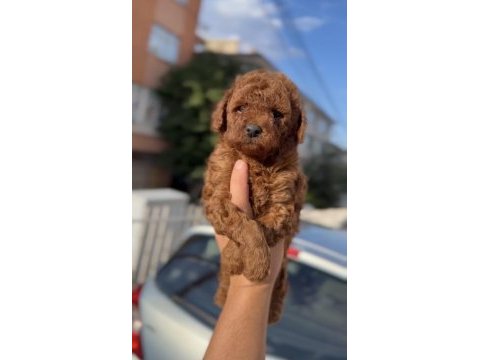 Orijinal kan poodle bebekler