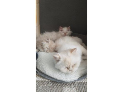 2 şebek kedimize acil yeni yuva arıyoruz