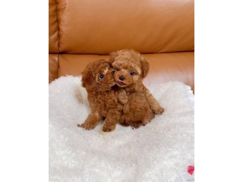 Toy poodle bebekler 