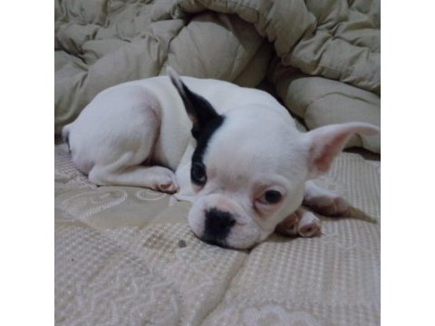 Çok tatlı oyun delisi french bulldog