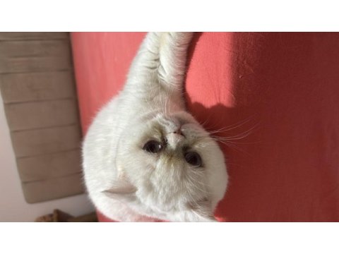 3 yaşında exotic shorthair kedim (dişi)