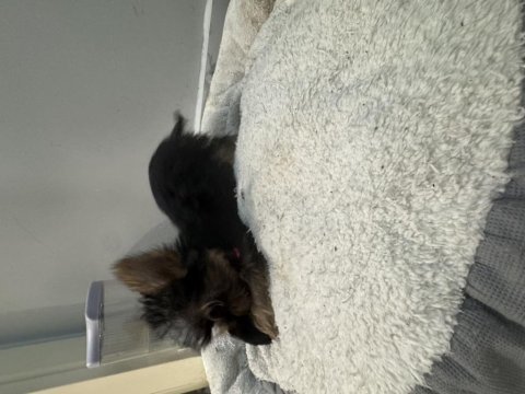 Ufak yorkshire terrier yavrular