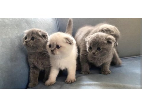 Kedi blue point scottish fold scottish straight