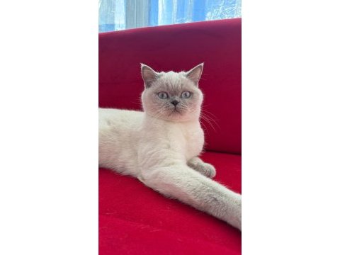 2 yaşında dişi kısırlaştırılmış british shorthair