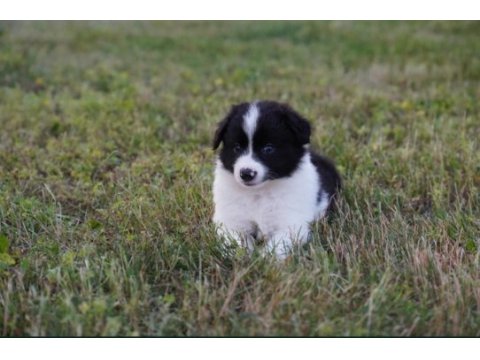 Border collie mükemmel yavrularımız