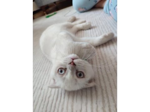 Acil 5 aylık scottish fold