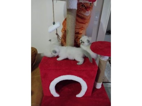 Scottish fold