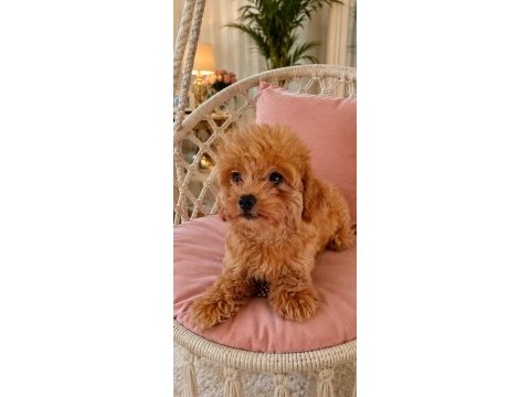 Maltipoo bebekler