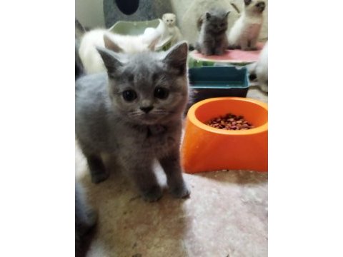 Muhteşem güzellikte british shorthair yavrularımız