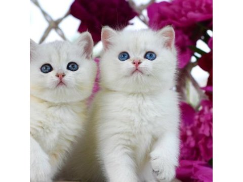 Kar beyaz silver british shorthair ns1133