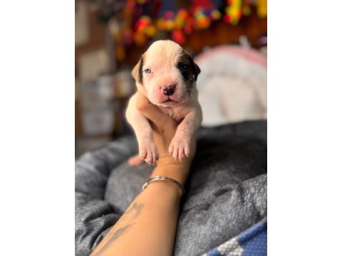 Güç sevenlere american bulldog yavrularımız