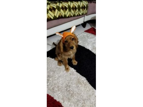 6 aylık ingiliz cocker
