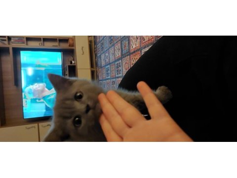 British shorthair sahiplendirme