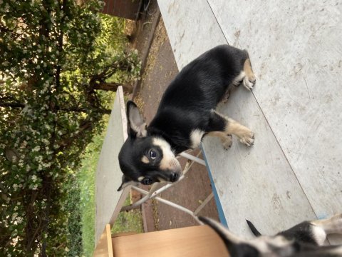 2 aylık dişi minyatür pinscher yavrular
