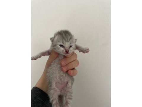 Kar topu british shorthair yavrular