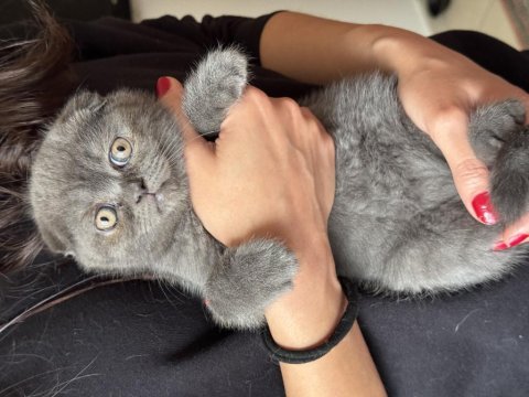 Scottish fold ve british shorthair