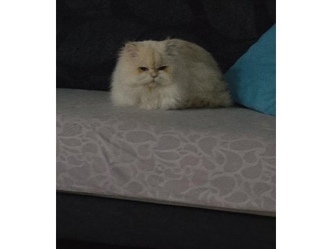 Ömürlük yuva british longhair kedisi