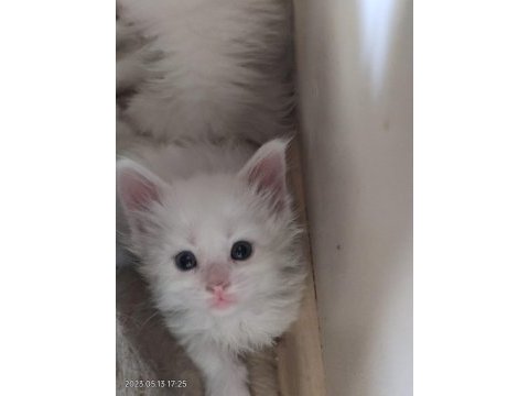 Maine coon yavrularımız