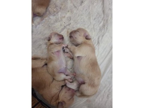 6 adet pekinez yavru