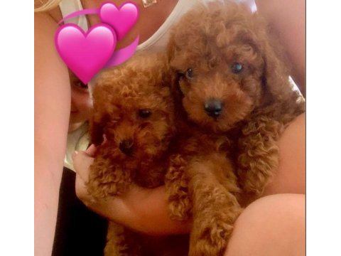 Kore toy poodle