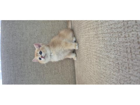 Safkan cins garantili golden british shorthair