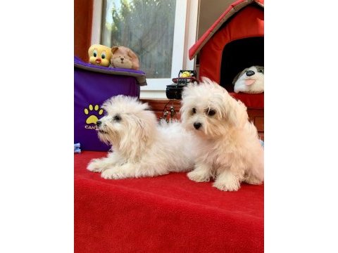 Maltese terrier