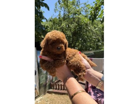 Kilogram garantili micro toy poodle