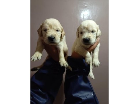 Orjinal golden retriever yavruları