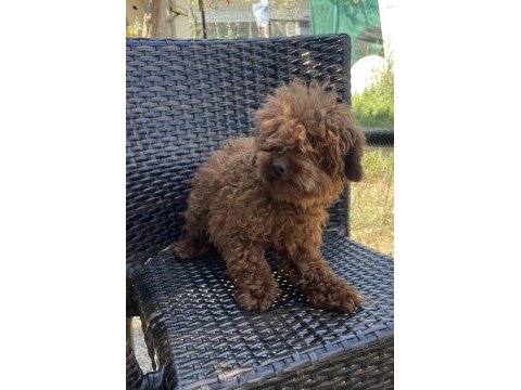 Erkek yetişkin poodle