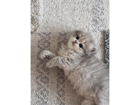 Güzel british longhair kıza yuva arıyoruz