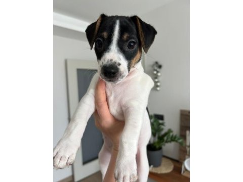 Jack russell