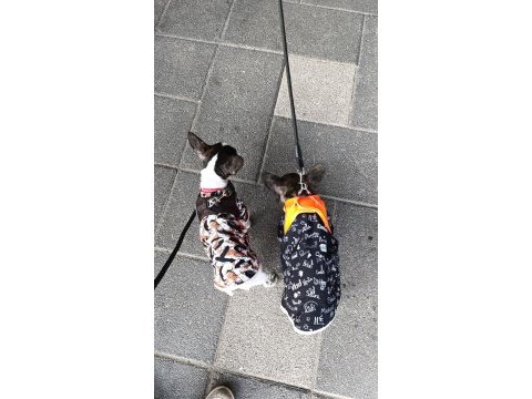 Dişi erkek french bulldog
