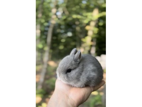 Netherland dwarf cüce tavşan