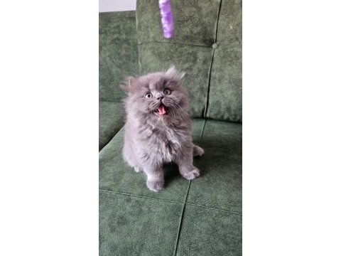 Safkan ırk sağlık garantili british longhair