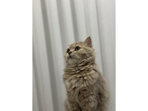 British longhair 6 aylık
