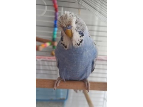 Jumbo genç erkek muhabbet kuşu