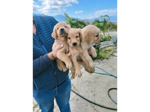 Golden retriever yavrular