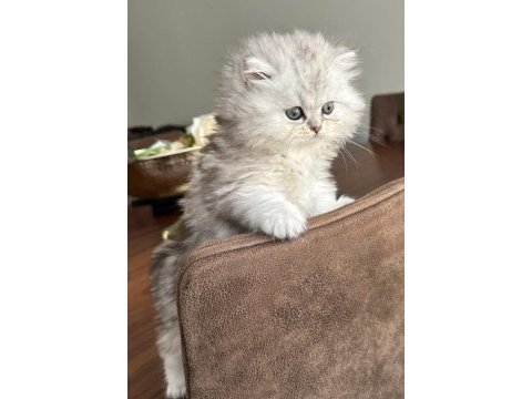 British longhair yavru