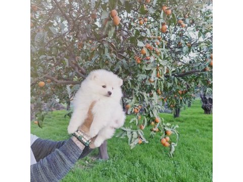 Kar beyazı pomeranian yavrularımız