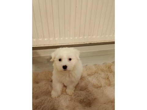 Maltese terrier 2 aylık dişi yavru