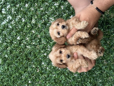 Sağlıklı orjinal maltipoo