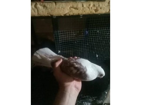 Mısırlı bango erkek güvercin