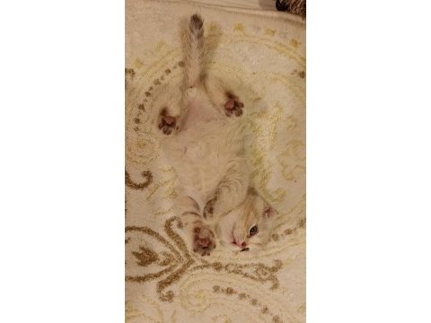 Hepsi birbirinden güzel scottish fold yavrular