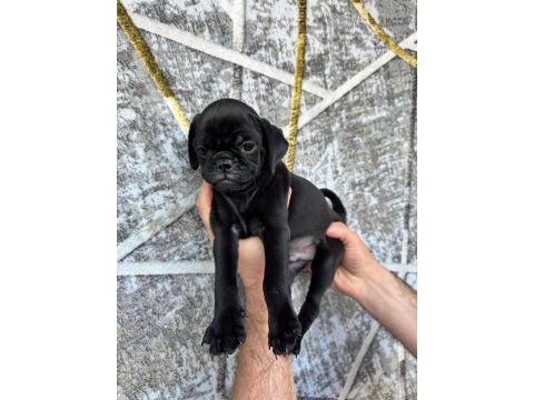 Kredi kartına taksit imkanıyla pug yavruları