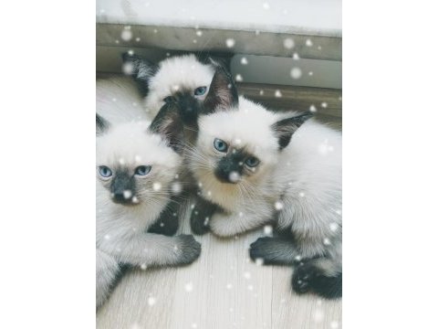2.5 aylık siyam kedisi 1 dişi ve 1 erkek yavru