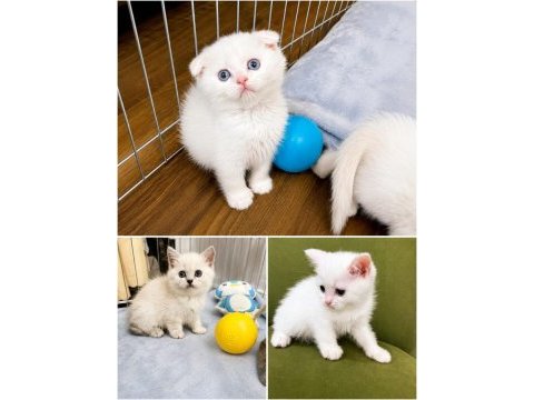 Saf ırk british shorthair izmir