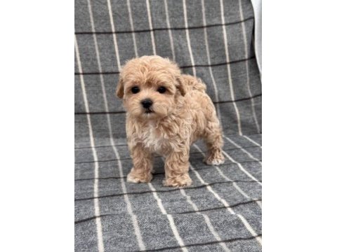 Mini maltipoo kore anne babadan yavrular 