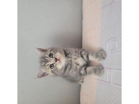 Kendi kedimin yavruları sahiplendireceğim